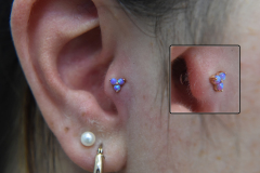 Alchmey-Trinity-Tragus